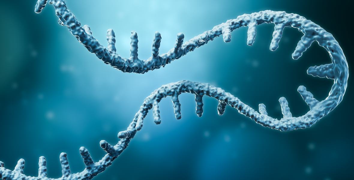 Regenerating the heart with RNA therapies: Humanitas leads a new European project